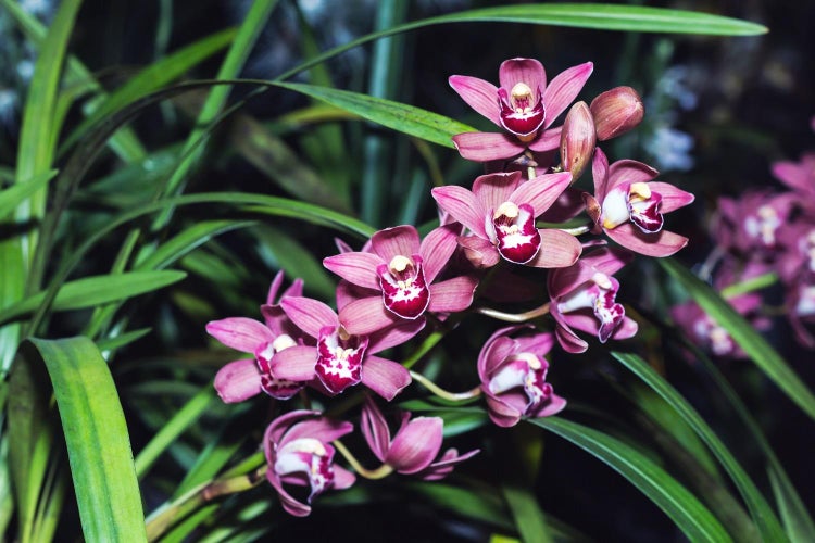 Vanding af cymbidium-orkidéen